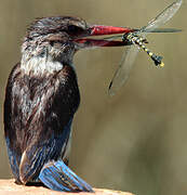 Brown-hooded Kingfisher