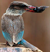 Brown-hooded Kingfisher