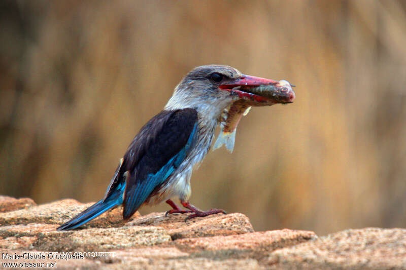 Brown-hooded Kingfisher male adult, feeding habits