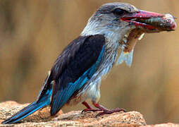 Brown-hooded Kingfisher