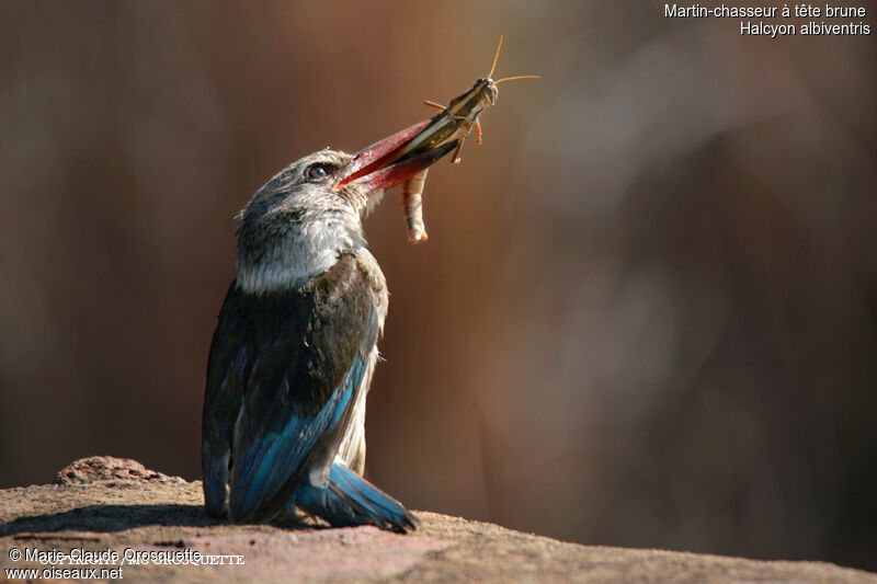 Brown-hooded Kingfisher male