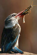 Brown-hooded Kingfisher