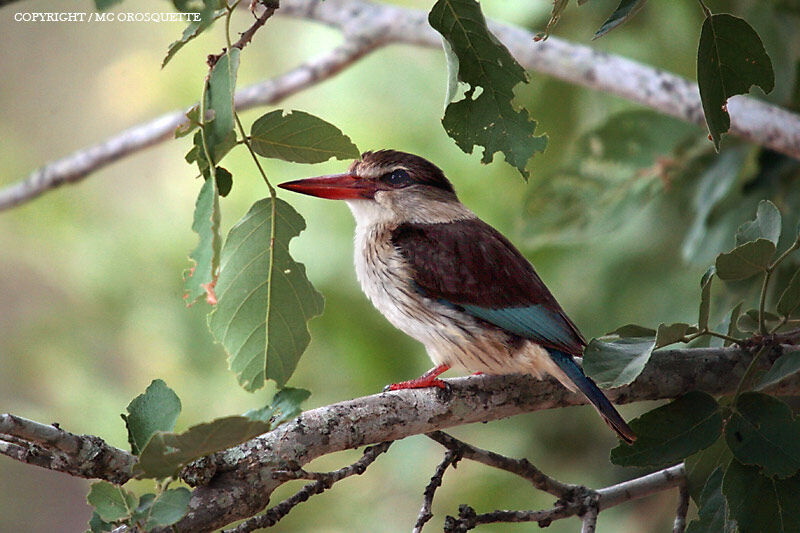 Brown-hooded Kingfisher