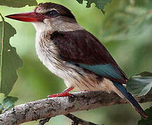 Brown-hooded Kingfisher