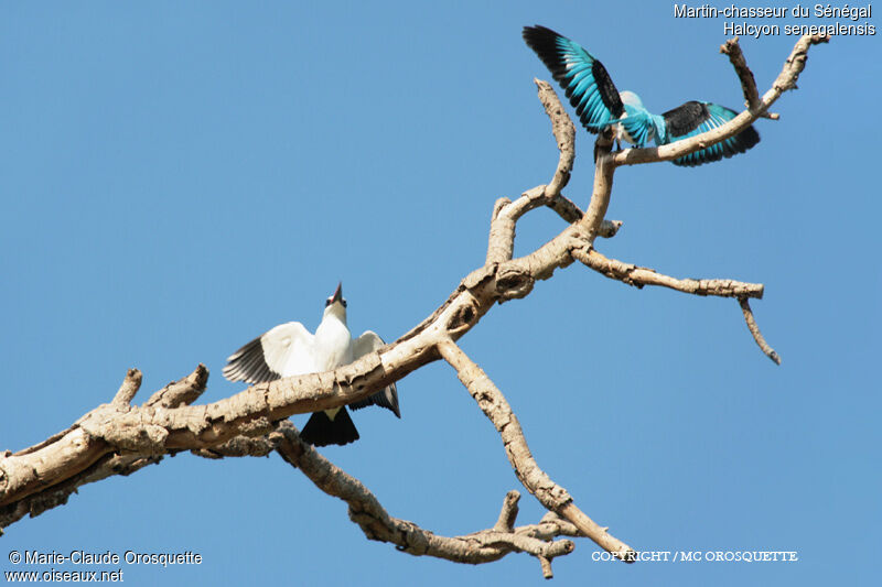 Woodland Kingfisher