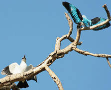 Woodland Kingfisher