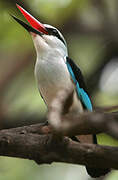 Woodland Kingfisher