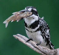 Pied Kingfisher