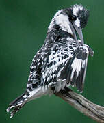 Pied Kingfisher