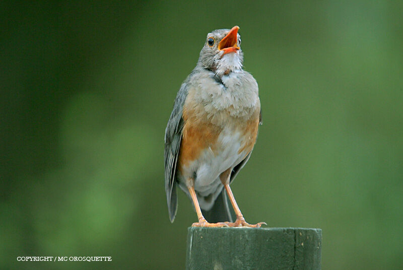 Kurrichane Thrush