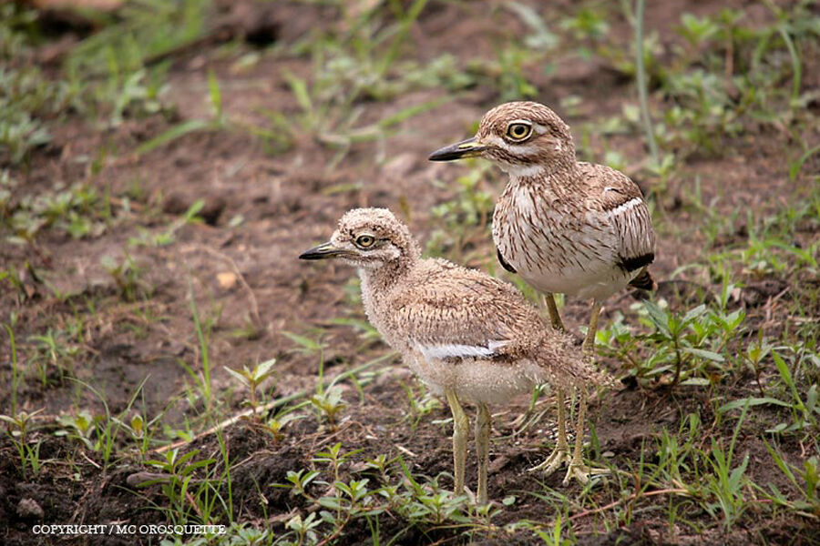 Water Thick-knee