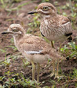 Water Thick-knee