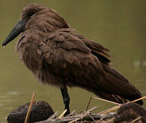 Hamerkop