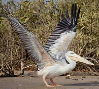 Pink-backed Pelican