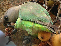 Brown-headed Parrot