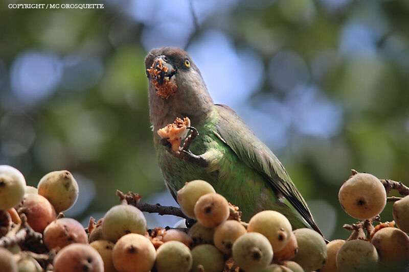 Brown-headed Parrot