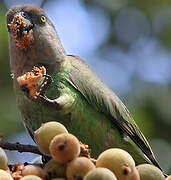 Brown-headed Parrot