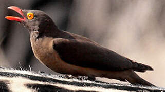 Red-billed Oxpecker