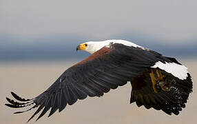 African Fish Eagle