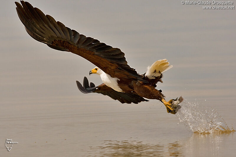 African Fish Eagleadult, Flight, Behaviour