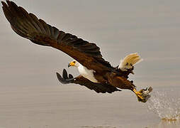 African Fish Eagle