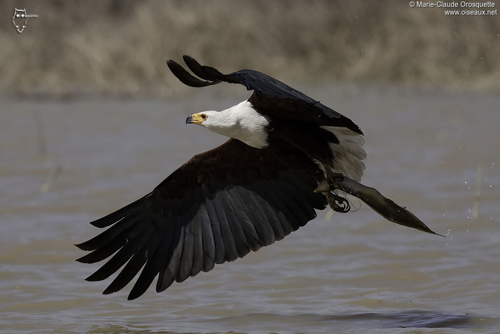 African Fish Eagleadult, Flight, Behaviour