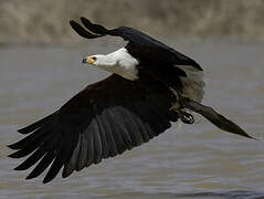 African Fish Eagle