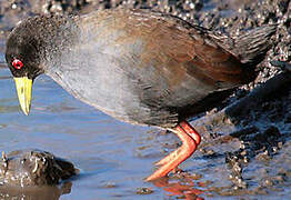 Black Crake