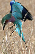 Lilac-breasted Roller