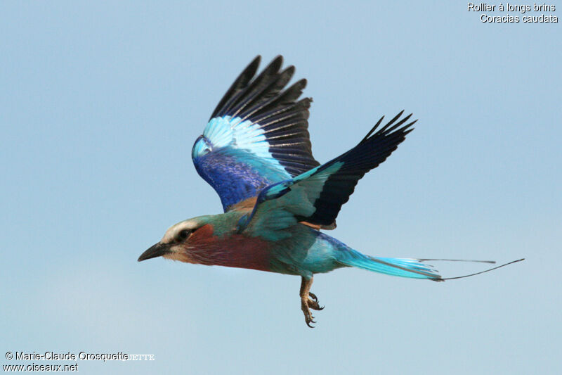 Lilac-breasted Roller