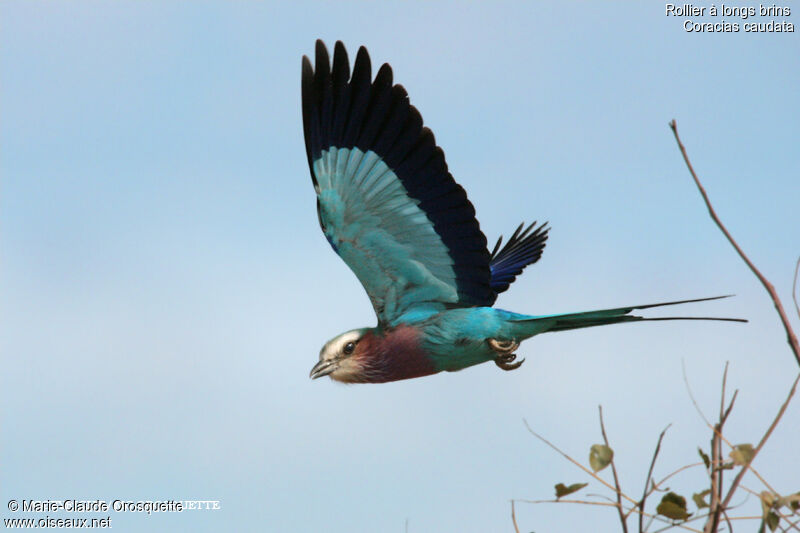 Lilac-breasted Roller