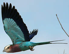 Lilac-breasted Roller