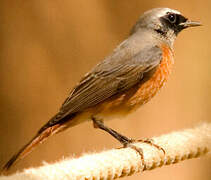 Common Redstart