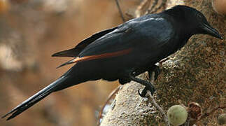 Red-winged Starling