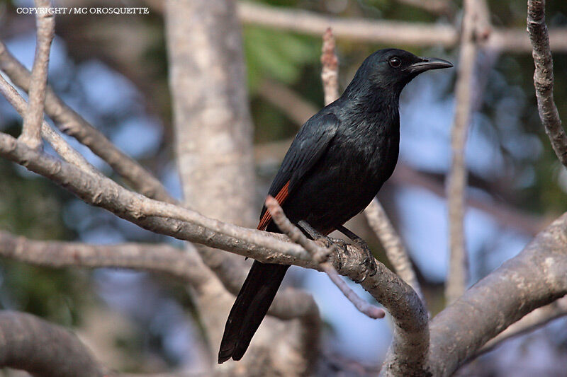 Red-winged Starling