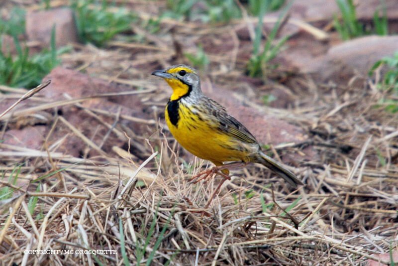 Yellow-throated Longclaw