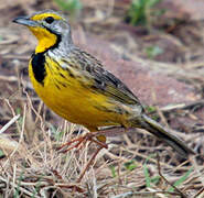 Yellow-throated Longclaw