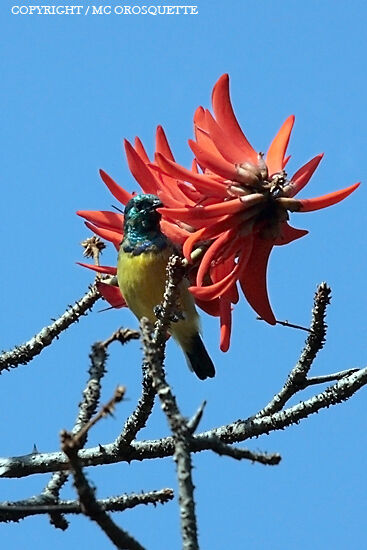 Variable Sunbird