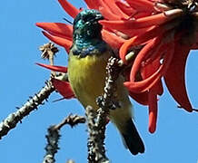 Variable Sunbird