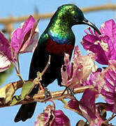 Marico Sunbird