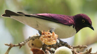 Violet-backed Starling