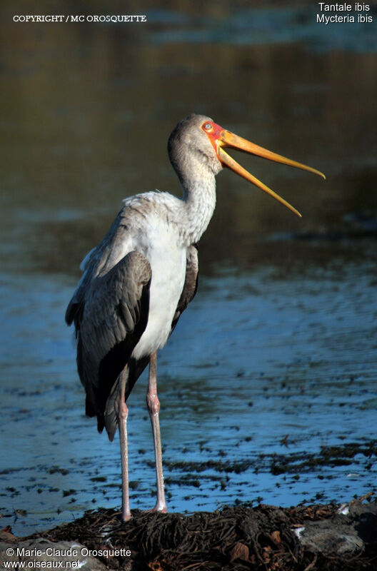 Tantale ibis