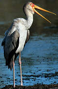 Yellow-billed Stork