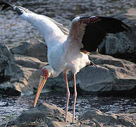 Yellow-billed Stork