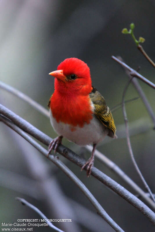 Red-headed Weaver male adult, close-up portrait