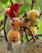 Red-headed Weaver