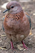 Laughing Dove