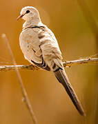 Namaqua Dove