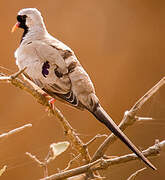 Namaqua Dove