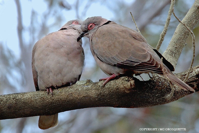 Mourning Collared Dove